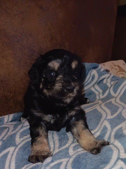 Miniature Schnauzer male