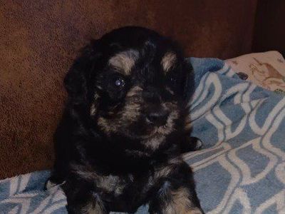 Miniature Schnauzer male