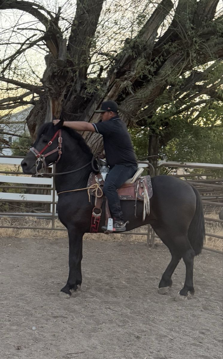3/4 freasian stallion