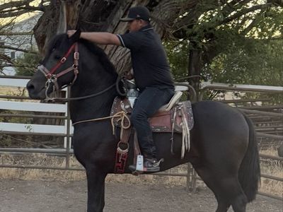3/4 freasian stallion