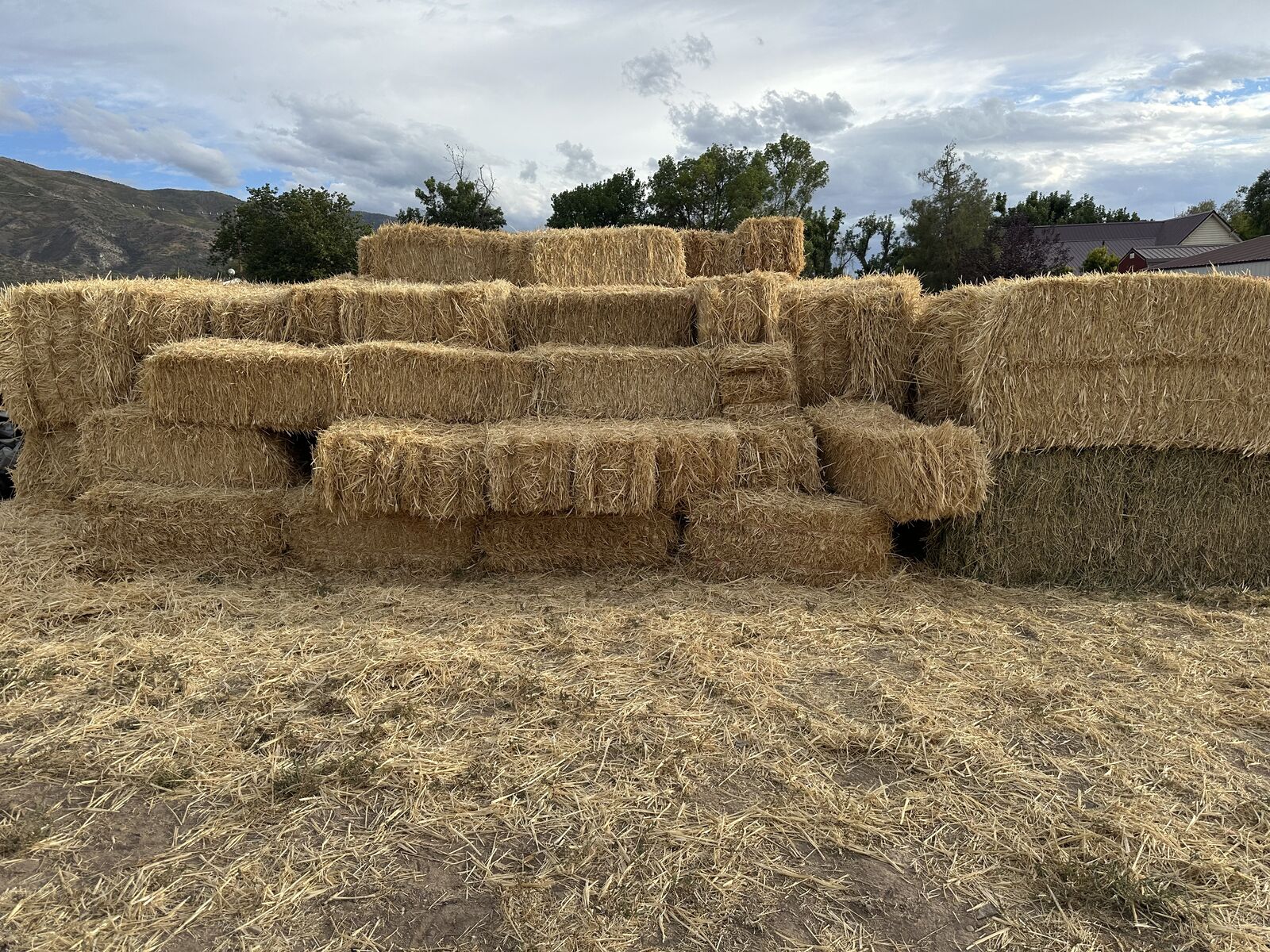 Barley straw