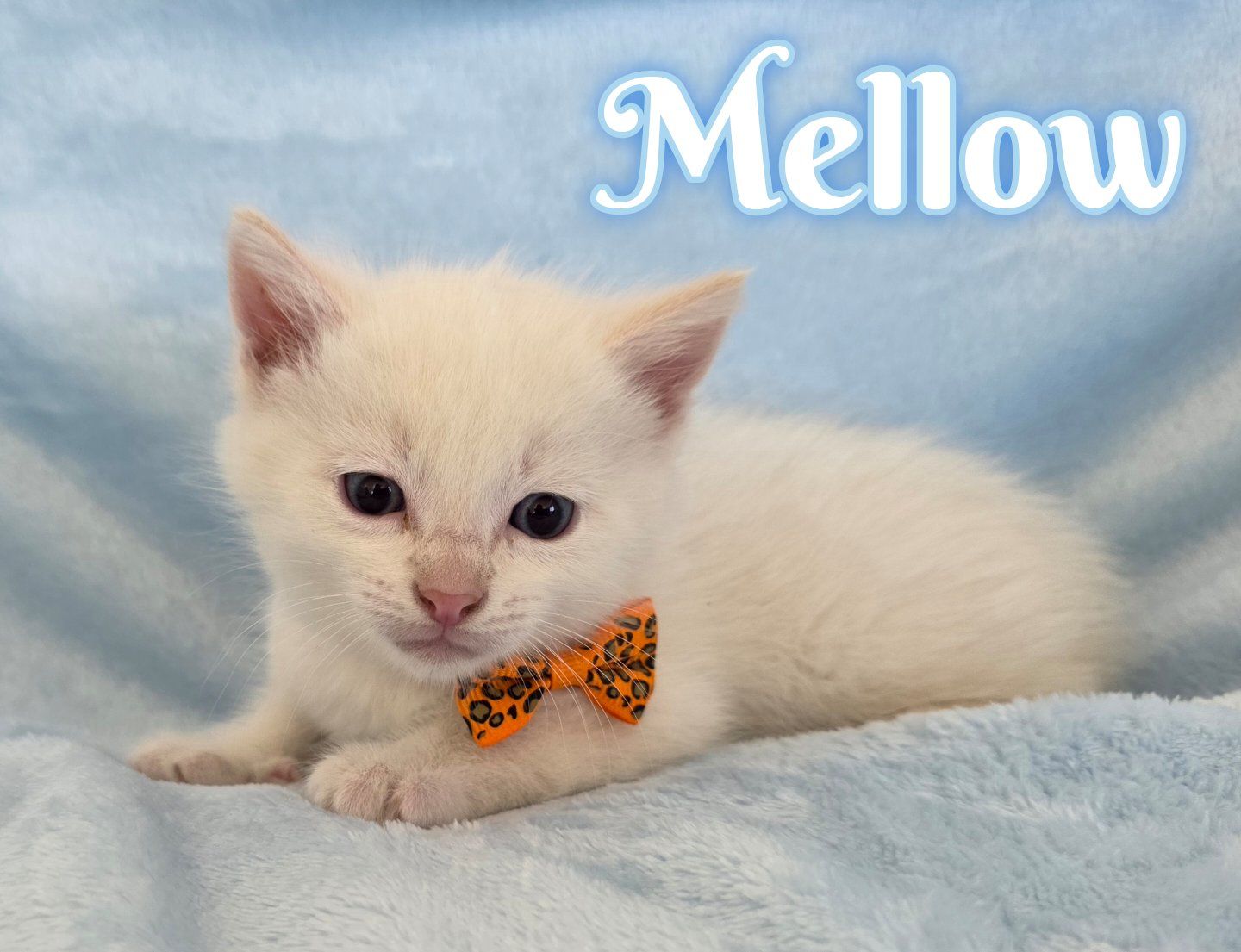 Kittens with great temperaments!