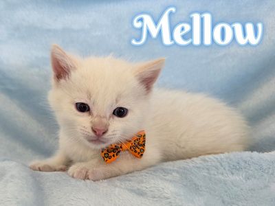 Kittens with great temperaments!