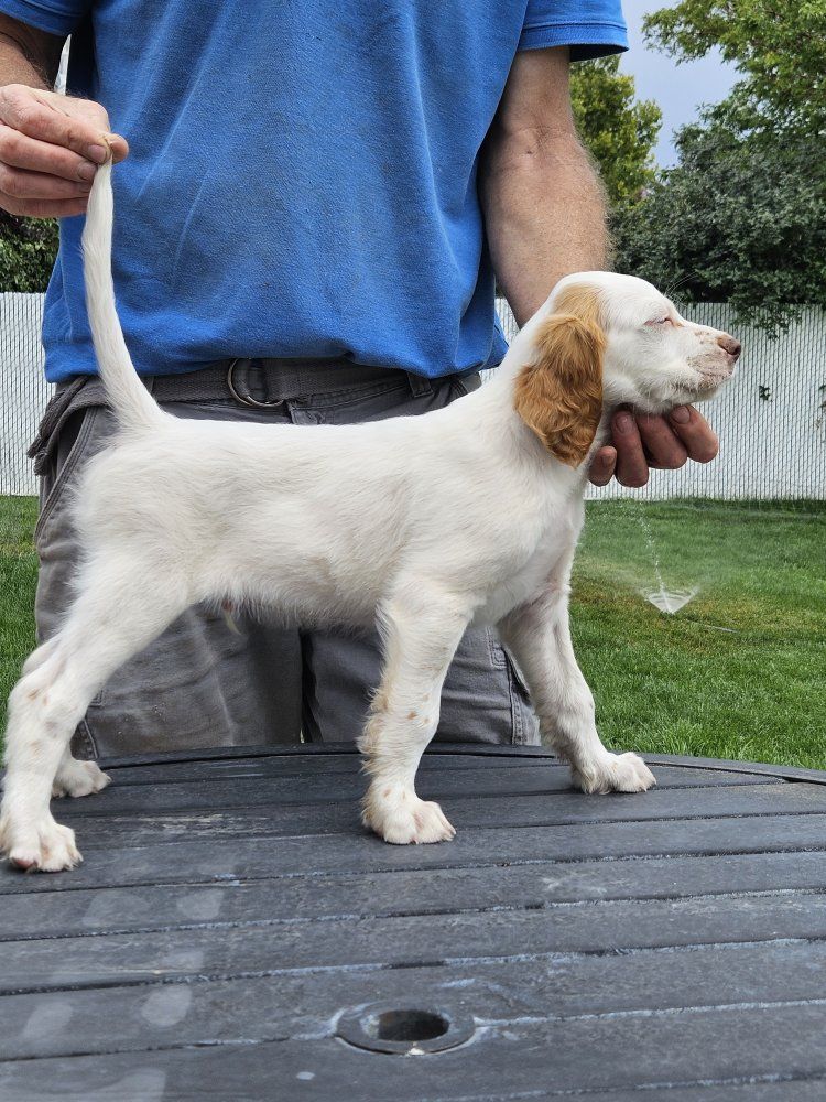 English Setter puppies