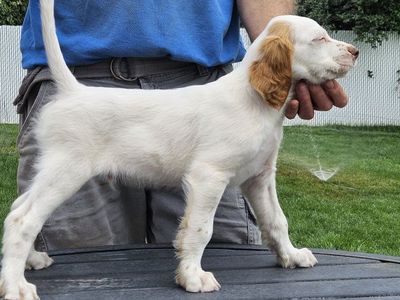 English Setter puppies