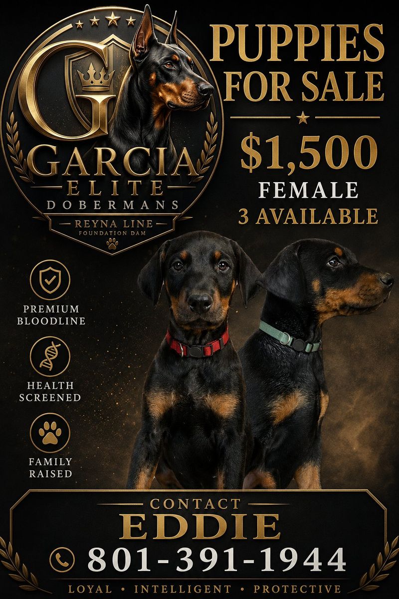 Doberman Pinscher Puppies AKC - Black & Tan, Available Now - Top Quality!