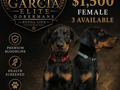 Doberman Pinscher Puppies AKC - Black & Tan, Available Now - Top Quality!