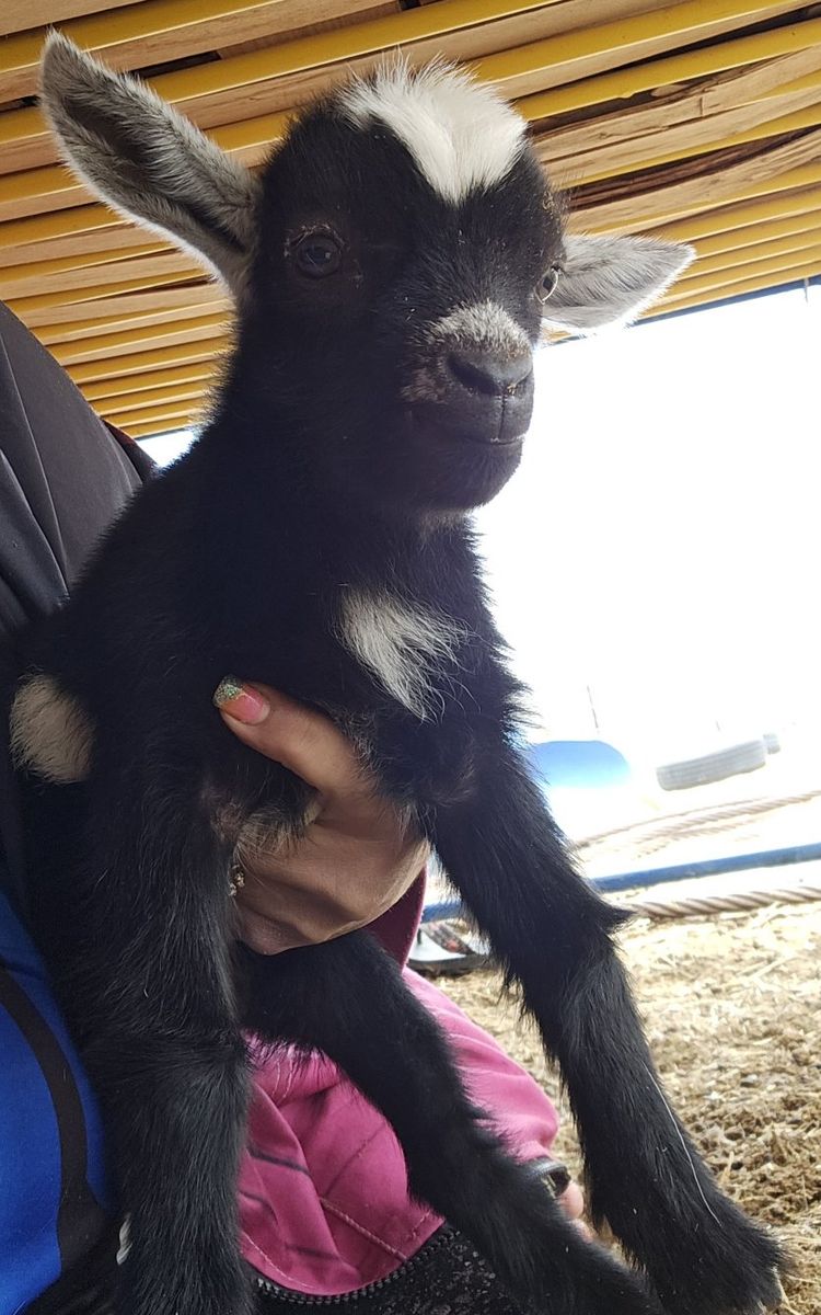 Nigerian Dwarf Buckling