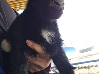Nigerian Dwarf Buckling