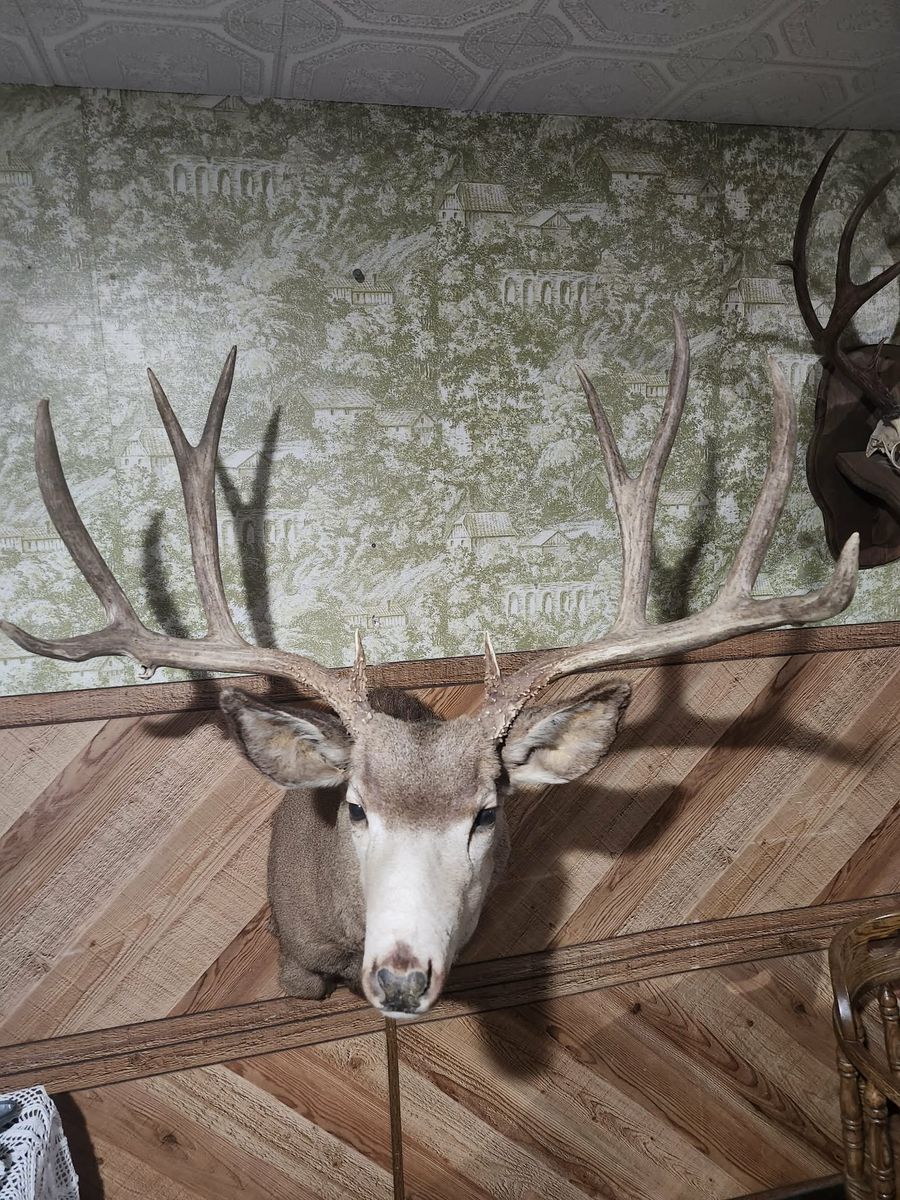 Trophy Mule Deer mount