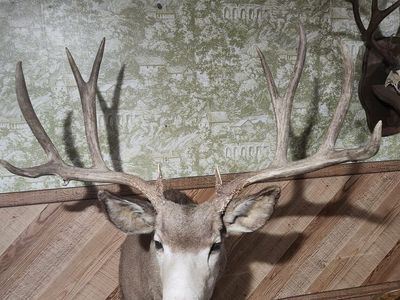Trophy Mule Deer mount