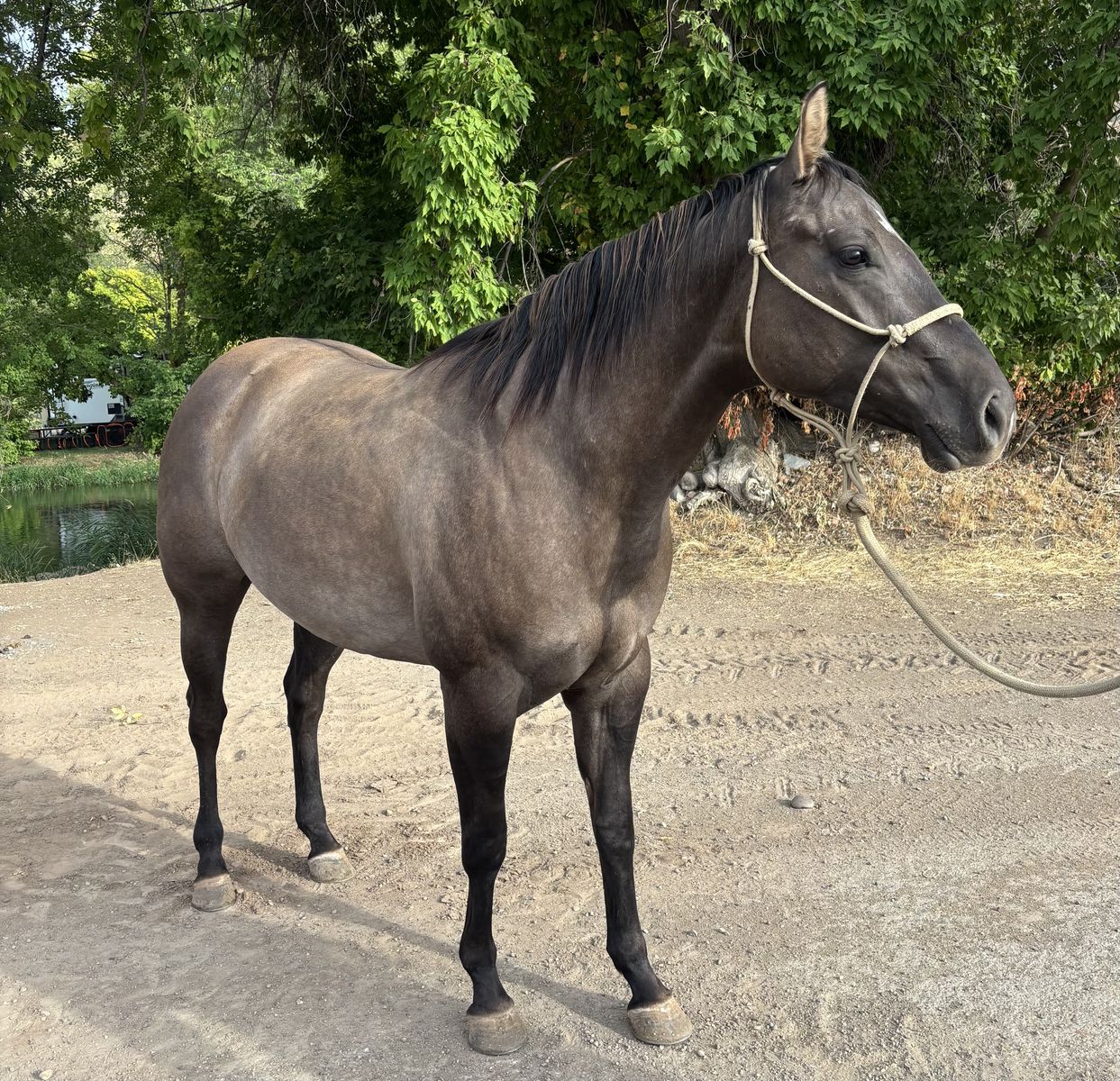 Gruella Quarterhorse