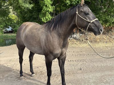 Gruella Quarterhorse