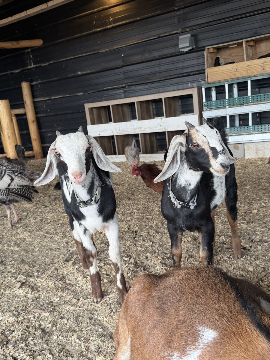 Boar/ Nubian weather goats