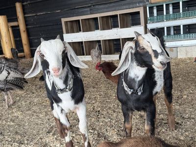 Boar/ Nubian weather goats