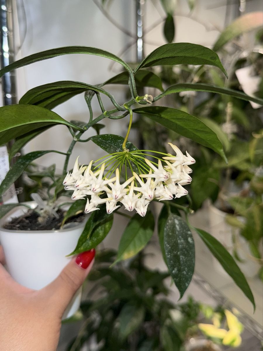 Hoya multiflora (mini, splash) - Plant