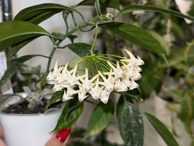 Hoya multiflora (mini, splash) - Plant