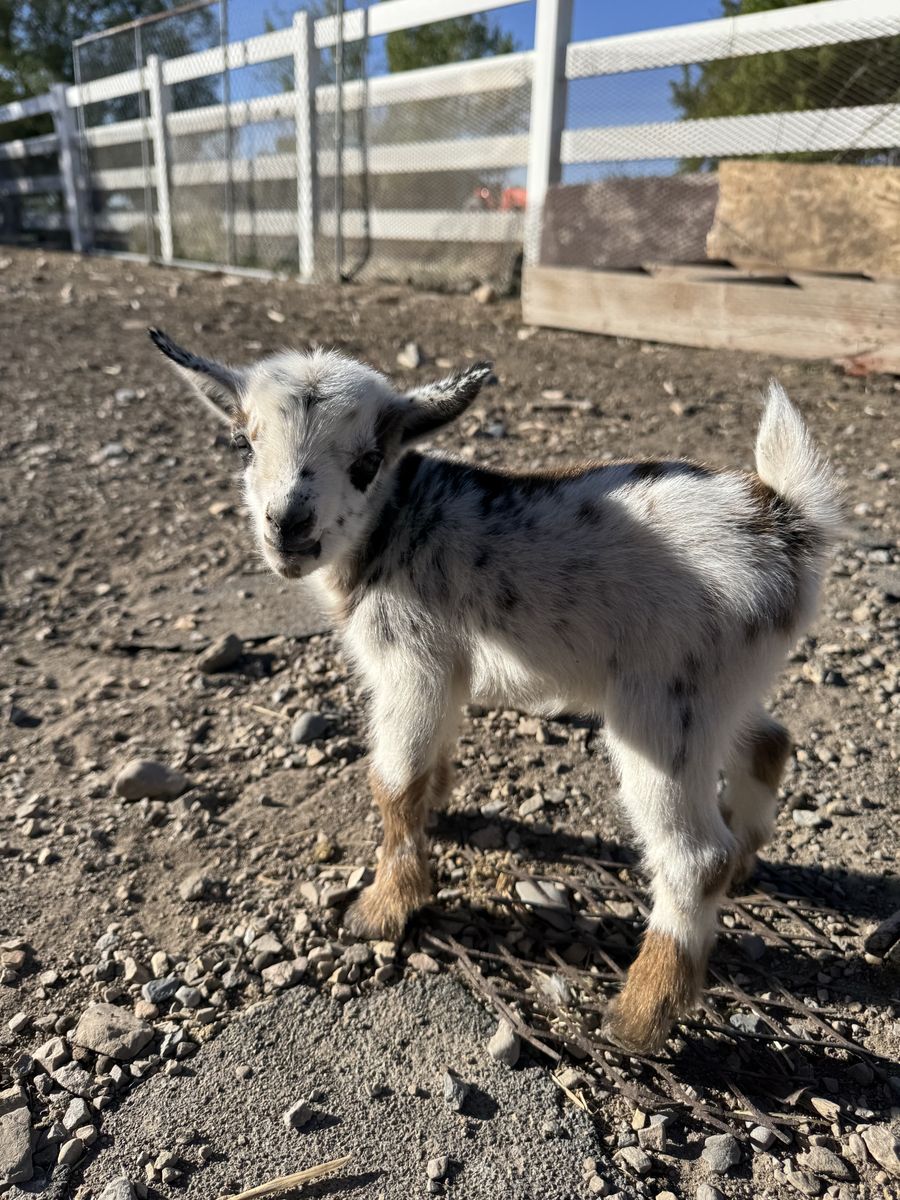 Nigerian Dwarf baby goats