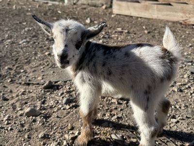 Nigerian Dwarf baby goats