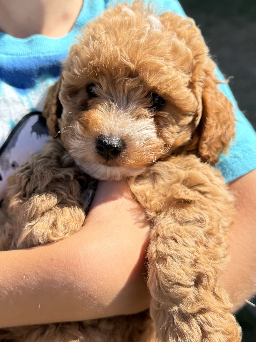 Adorable Micro Mini Goldendoodle Puppies - Shots, Vet Checked, House Training Started