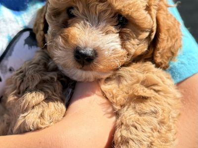 Adorable Micro Mini Goldendoodle Puppies - Shots, Vet Checked, House Training Started