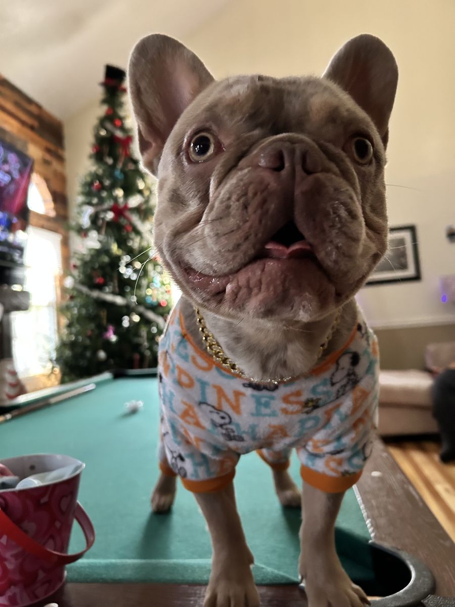 Frenchie