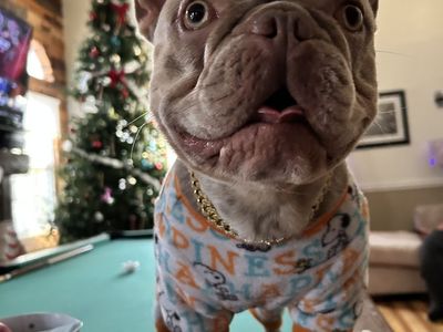 Frenchie
