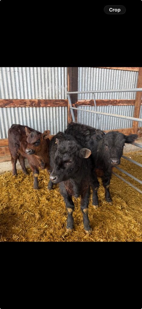 Angus Calves