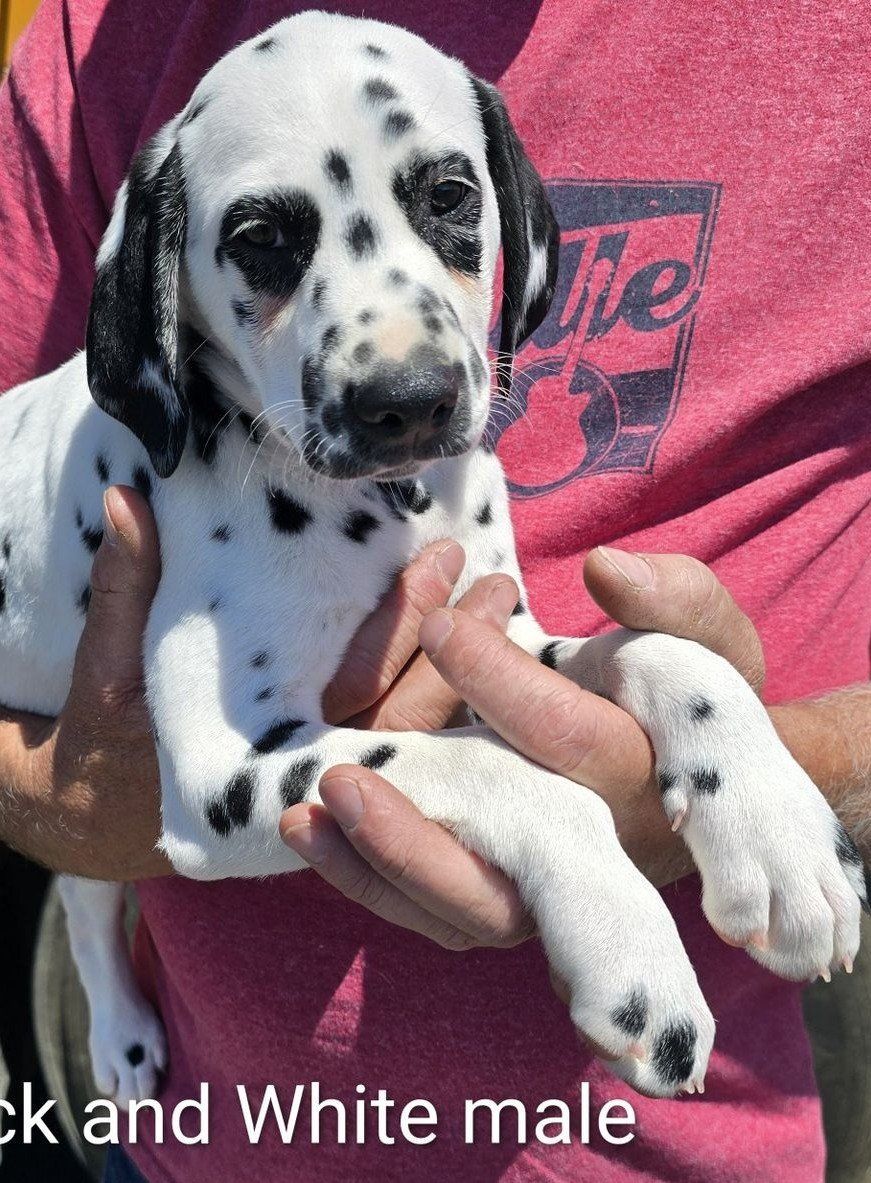 Adorable Dalmatian Puppies
