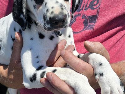 Adorable Dalmatian Puppies