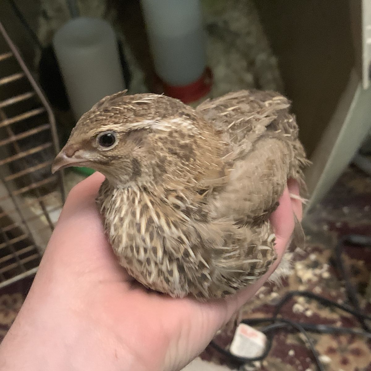 FREE Coturnix Quail Roosters MUST GO ASAP