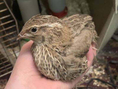 FREE Coturnix Quail Roosters MUST GO ASAP