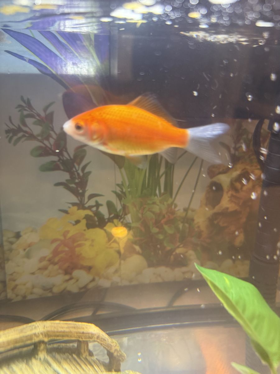 Two free Goldfish for a private pond or large aquarium