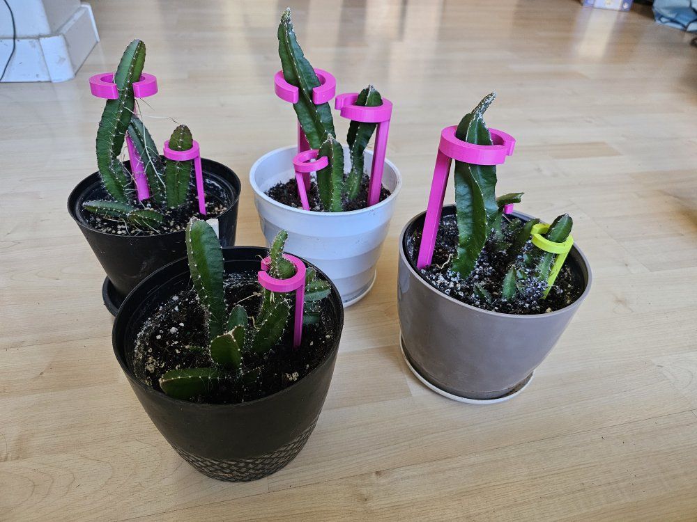Dragonfruit Cactus
