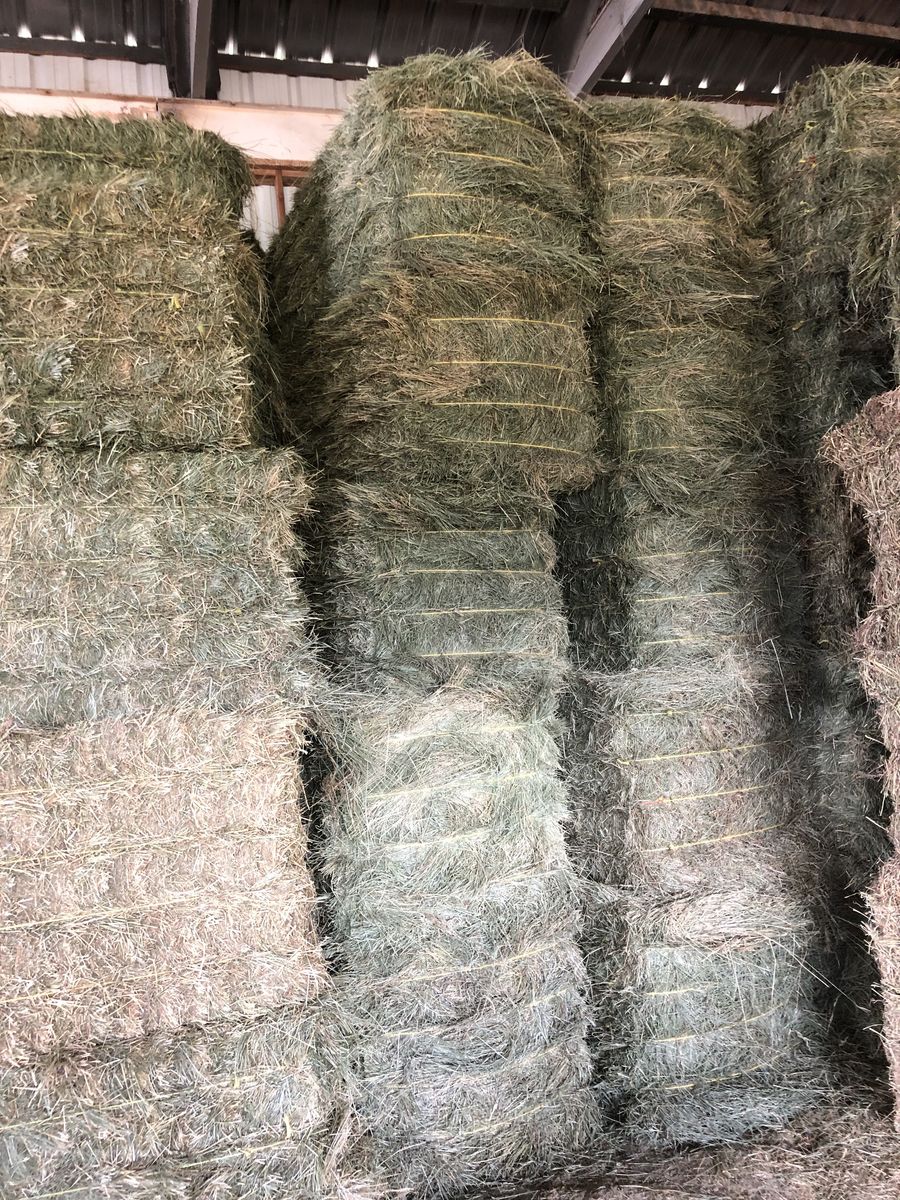 Grass Hay (Tall Fescue) for Sale