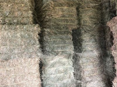 Grass Hay (Tall Fescue) for Sale