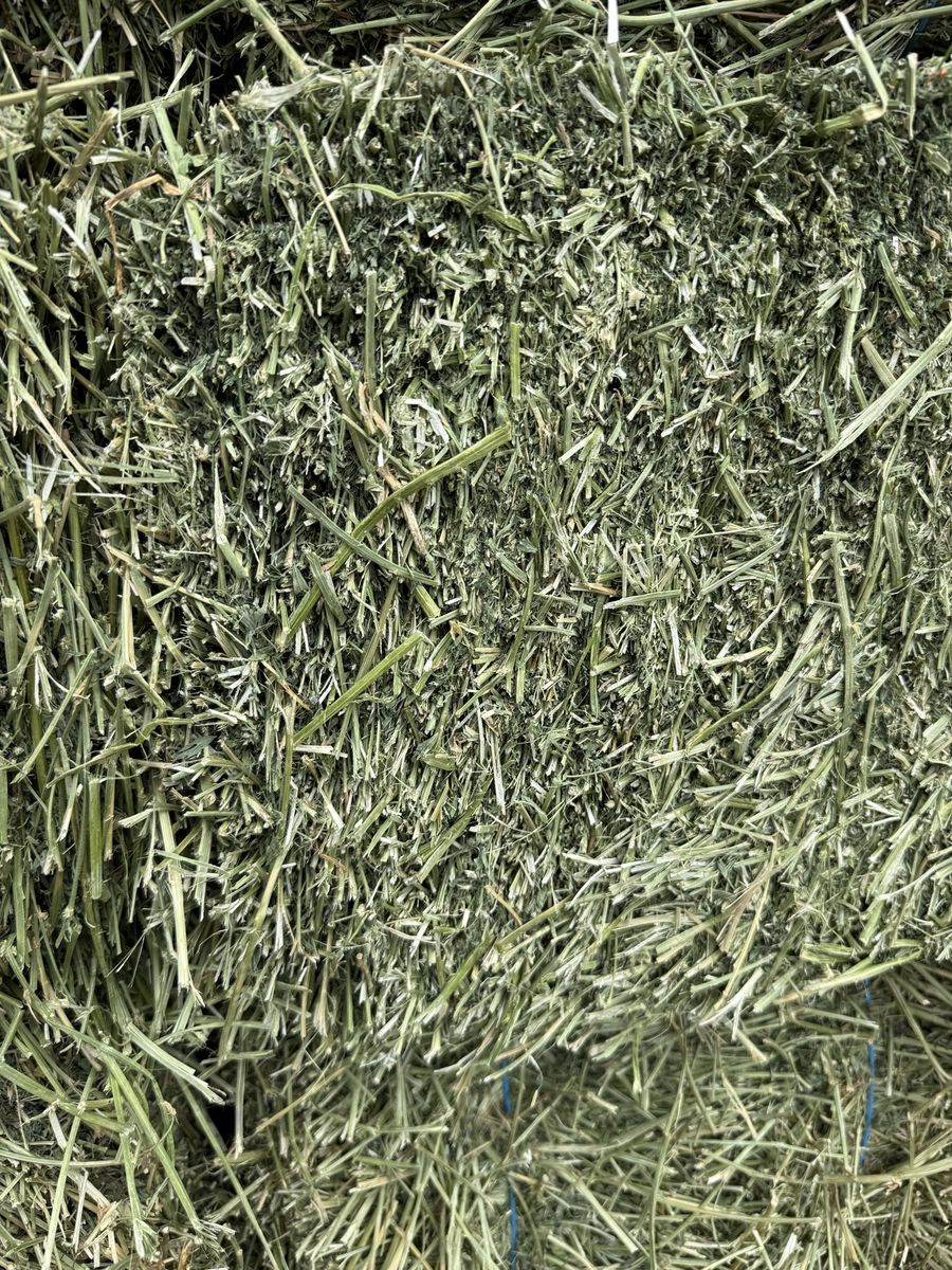 Fresh Alfalfa Hay Bales - Premium Quality Feed for Livestock