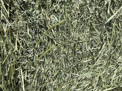 Fresh Alfalfa Hay Bales - Premium Quality Feed for Livestock
