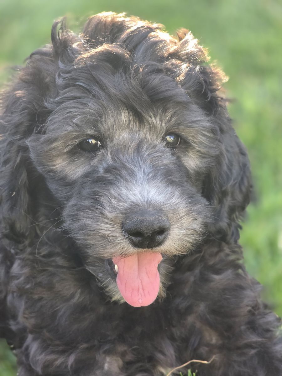 Adorable Goldendoodle Puppies -Ready for a Loving Home!