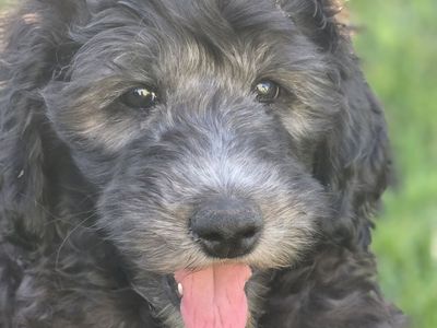 Adorable Goldendoodle Puppies -Ready for a Loving Home!