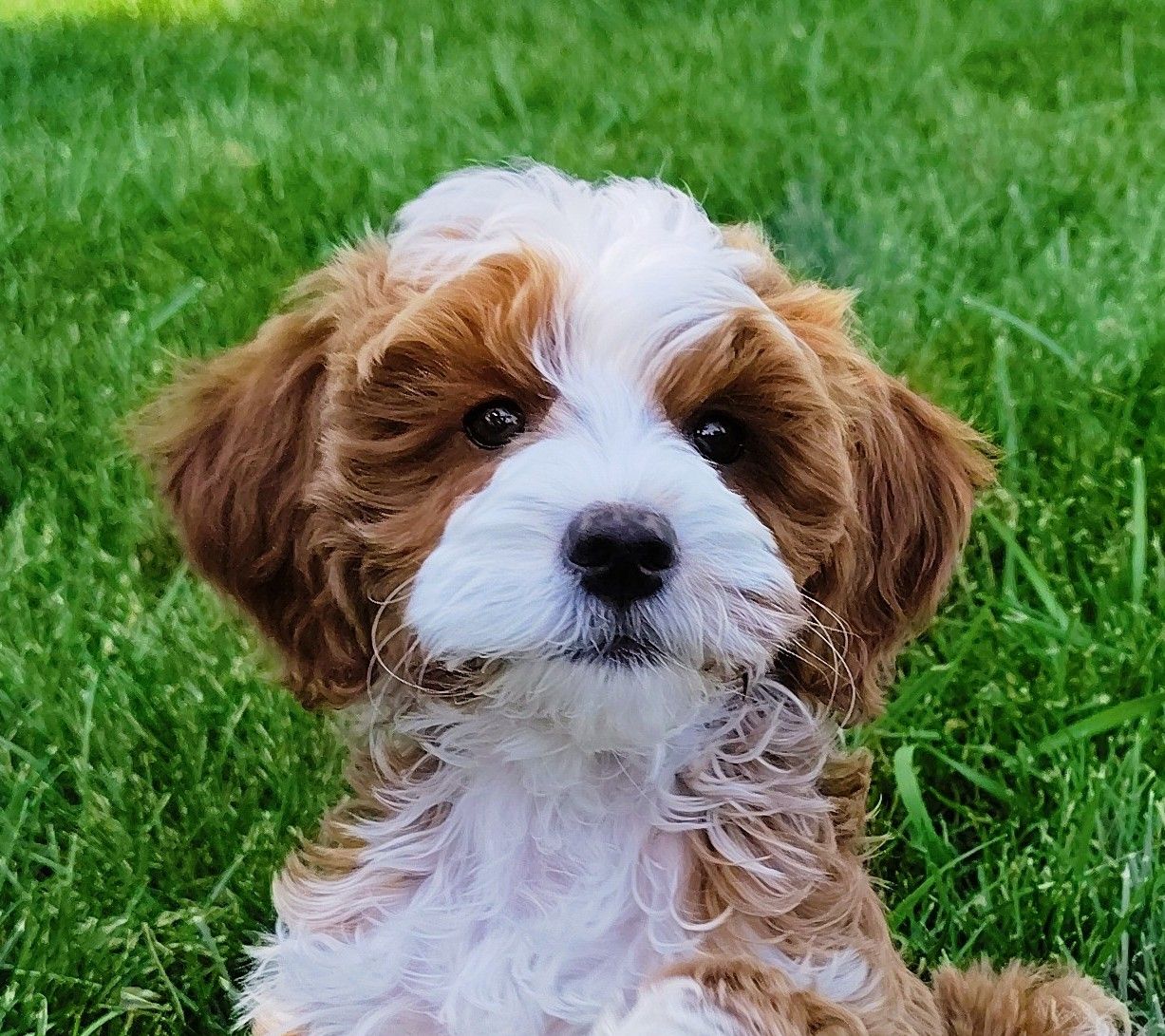 4th Gen Micro GOLDENDOODLE Puppy Red White Tuxedo Golden Retriever Poodle Mini Multi-gen F3b