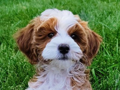 4th Gen Micro GOLDENDOODLE Puppy Red White Tuxedo Golden Retriever Poodle Mini Multi-gen F3b