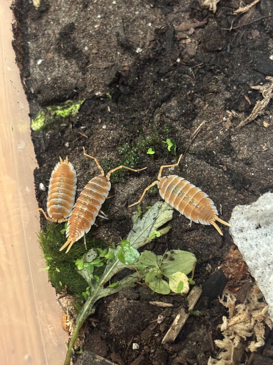 Isopods + Updated Prices