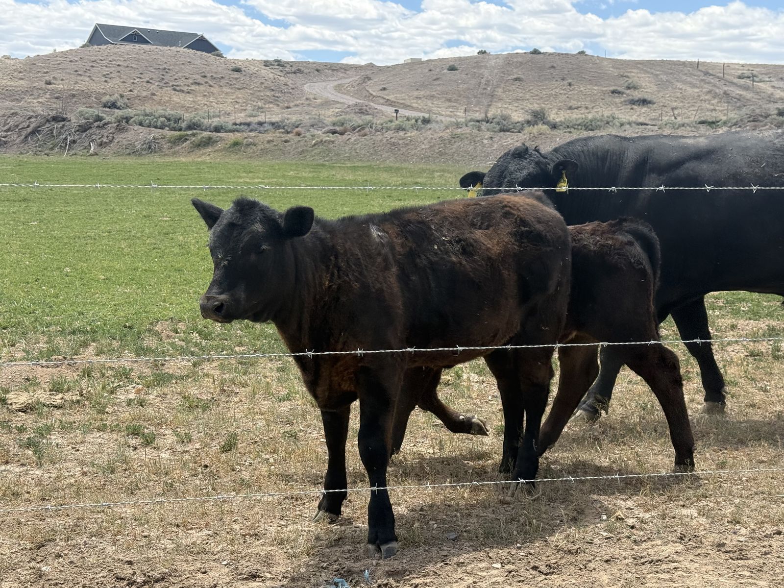 Angus Heifer
