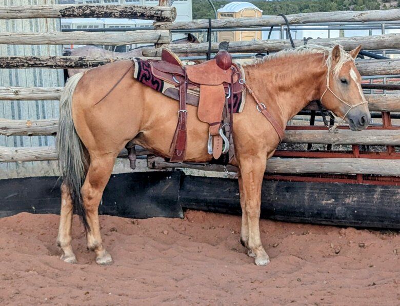 AQHA Palomino Stallion Standing At Stud