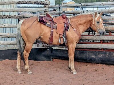 AQHA Palomino Stallion Standing At Stud