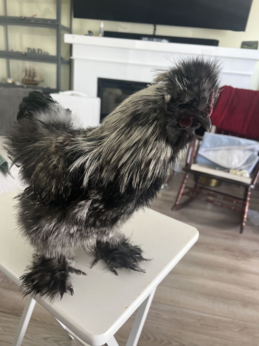 Silkie Rooster