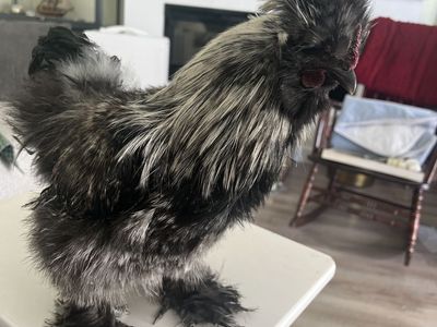 Silkie Rooster