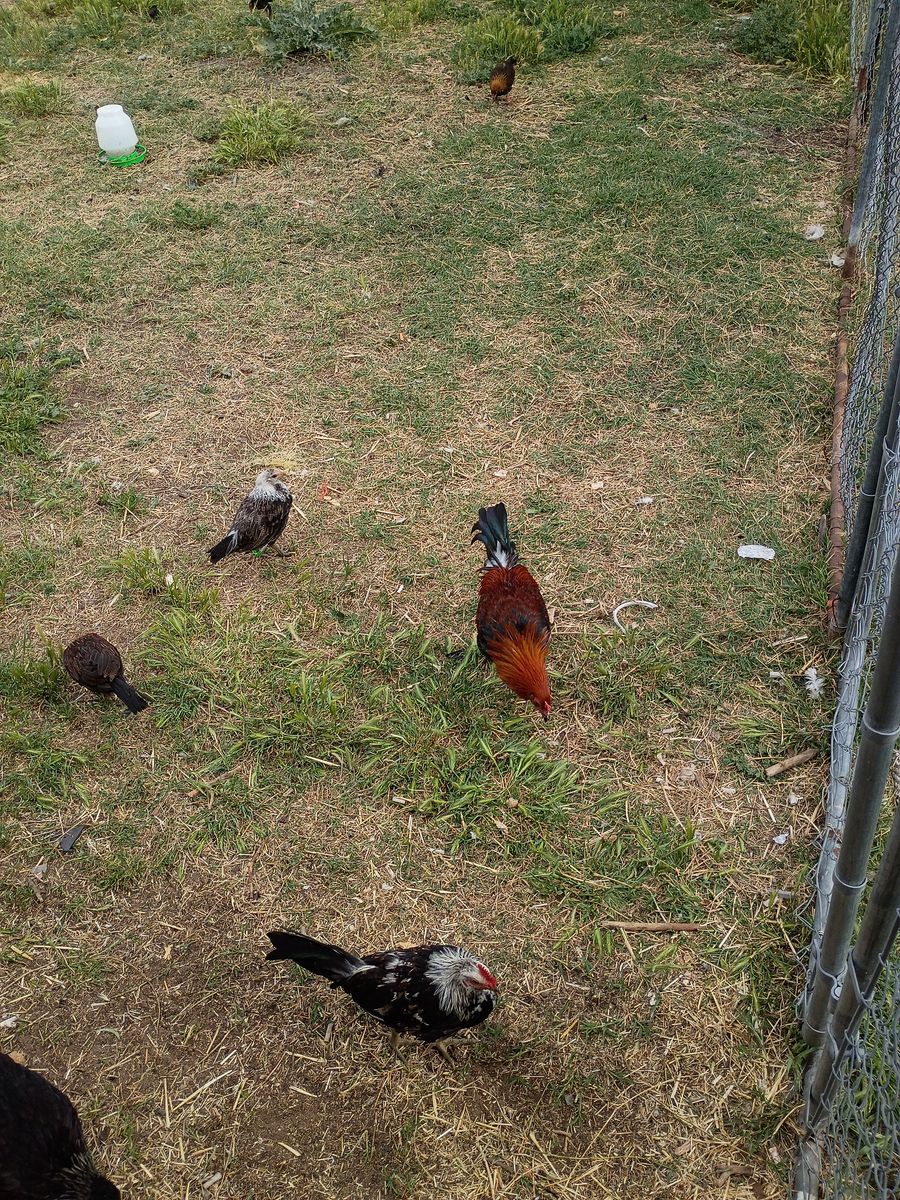 Gamefowl