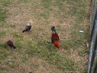 Gamefowl